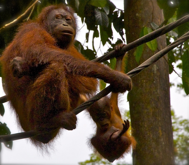 Feeding time..and playing time for the young orangutan at the Sepilok Orangutan Rehabilitation Centr