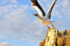My ultimate favourite shot, an albatross in action, Punta Suarez on Galapagos Islands